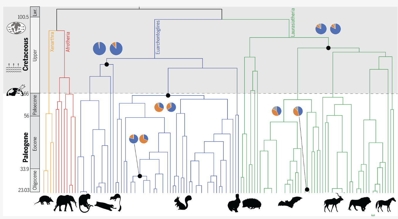 Zoonomia Tree from https://www.science.org/doi/10.1126/science.abl8189